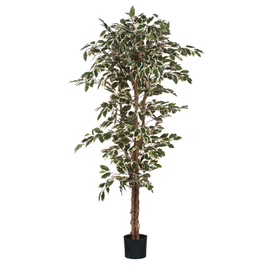 Artificial plant 'Ficus' - H180 x Ø90 cm - Green Variegated