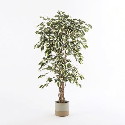 Künstliche Pflanze 'Ficus' - H150 x Ø75 cm - Grün Bunt